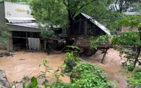 An Giang: 413 ha lúa, hoa màu của người dân bị ngập úng do mưa lớn
