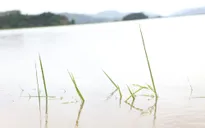 Đắk Lắk: Mưa lũ gây ngập lụt hơn 2.400 ha cây trồng