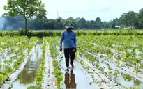 Ngập úng đang diễn ra từ nông thôn đến đô thị
