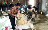 Phát hiện cơ sở thu mua lợn chết về mổ bán ra thị trường