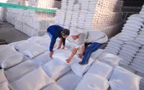 Giá gạo Việt tăng kỷ lục trong 2 năm