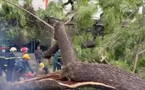 TP Hồ Chí Minh sẽ kiểm tra toàn bộ cây xanh trước mùa mưa