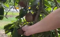 Thăm vườn cây trái của người Việt tại Mỹ