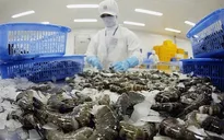Đơn hàng tăng 20 - 30%, xuất khẩu tôm dần hồi phục