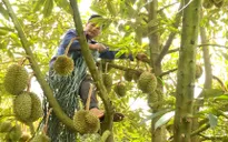 Đắk Lắk triển khai các giải pháp ổn định vụ thu hoạch sầu riêng