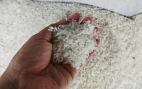 Giá gạo Thái Lan, Việt Nam tiếp tục tăng mạnh