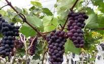 Công tác giảm nghèo ngày càng đi vào thực chất