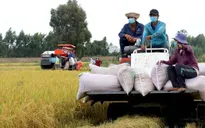 Giá lúa, gạo tiếp tục tăng mạnh