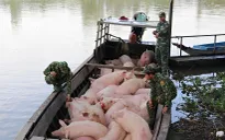 Đồng Tháp: Xử lý nghiêm buôn bán, vận chuyển trái phép gia súc qua biên giới