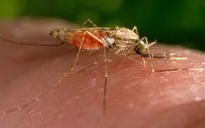 Khánh Hòa: Tăng cường giám sát dịch tễ, điều tra ổ bệnh sốt rét