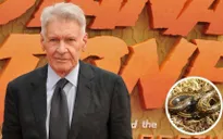 Tên của Harrison Ford được đặt cho loài rắn mới được tìm thấy ở dãy núi Andes của Peru