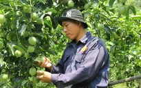 Cung vượt cầu, giá chanh leo xuống đáy