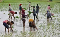 Ấn Độ đối mặt với tháng 8 mưa ít kỷ lục, đe dọa mùa màng