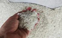 Sẽ xử lý tình trạng đầu cơ, găm hàng tăng giá lúa gạo
