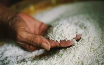 Hiệp hội Ấn Độ đề xuất phương án xuất khẩu gạo sau lệnh cấm