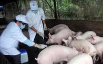 Xuất khẩu vaccine phòng bệnh dịch tả lợn châu Phi sang Philippines, Indonesia