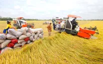 Khơi thông dòng vốn vào sản xuất lúa gạo