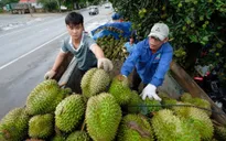 Giá sầu riêng cao ngất ngưởng, nhiễu loạn giá chốt vườn