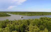 TP Hồ Chí Minh: Đề cử rừng phòng hộ Cần Giờ thành khu Ramsar