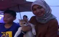Du thuyền hạng sang cho mèo ở Singapore