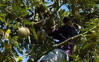Đầu nậu “thổi giá” sầu riêng, người dân tự ý phá hợp đồng với đối tác