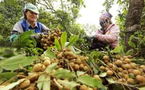Nhãn lồng Hưng Yên giống cổ giá 80.000 đồng/kg