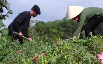 Đưa ngành dược liệu phát triển xứng với tiềm năng