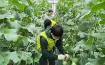 Cảnh báo lừa đảo lao động thời vụ đi Hàn Quốc