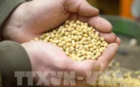 Những vấn đề hệ thống lương thực toàn cầu đang đối mặt