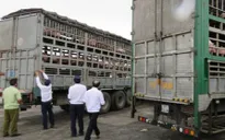 Ngăn chặn, xử lý nghiêm việc buôn bán, vận chuyển trái phép lợn qua biên giới