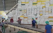 Xuất khẩu gạo nhưng phải đảm bảo an ninh lương thực quốc gia