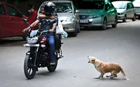 New Delhi tạm giữ chó hoang trước thềm Hội nghị thượng đỉnh G20