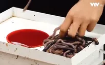 Tái diễn tình trạng tận diệt giun đất bằng kích điện