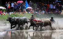 Đua trâu mở đầu mùa lúa ở Thái Lan: Tôn vinh vai trò của trâu với canh tác lúa