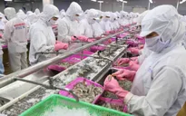 Giá tôm nguyên liệu thấp nhất từ đầu năm