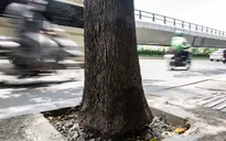 Đục bỏ bê tông “giải cứu” cây xanh ở TP Hồ Chí Minh