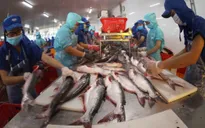 Ngành cá tra nỗ lực vượt khó