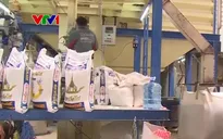 Thái Lan không hạn chế xuất khẩu gạo