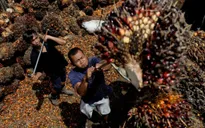 Malaysia, Indonesia và EU giải quyết bất đồng về chống phá rừng