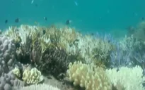 Rạn san hô Great Barrier có thể bị tẩy trắng trên diện rộng