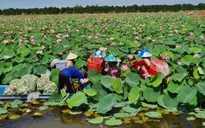 Tăng chế biến sâu - nâng giá trị cho ngành hàng sen