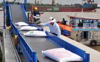 [INFOGRAPHIC] 8 tháng năm 2023: Xuất khẩu gạo cao kỷ lục