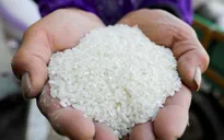 Philippines đề xuất giảm thuế nhập khẩu gạo