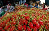 Đẩy mạnh xuất khẩu rau quả cuối năm