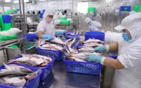 Cá tra Việt Nam đón tin vui từ thị trường Mỹ