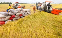 Đề án 1 triệu ha lúa chất lượng cao sẽ giúp tăng thu nhập cho nông dân