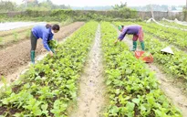 Giá trị vụ đông tăng 1.000 tỷ đồng mỗi năm