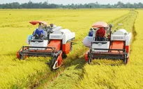 Sản xuất lúa đạt nhiều thắng lợi