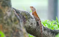 Rừng cổ thụ “độc nhất” giữa thành phố ở Việt Nam