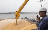 EU kêu gọi dỡ lệnh cấm nhập khẩu ngũ cốc Ukraine